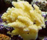 Photo Aquarium Colt Champignons (Doigts De La Mer) (Alcyonium), jaune
