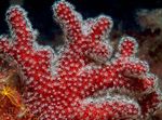 Foto Akvarium Colt Champignon (Hav Fingre) (Alcyonium), rød