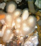 Foto Acuario Setas Pollino (Dedos De Mar) (Alcyonium), blanco