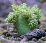 foto Aquário Árvore Coral Macia (Kenya Árvore Coral) (Capnella), verde