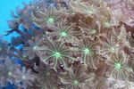 Foto Akvarium Stjerne Polyp, Rør Koral clavularia (Clavularia), grøn