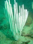 სურათი აკვარიუმი გორგონას მარჯნის პოლიპი ზღვის თაყვანისმცემლებს (Ctenocella), თეთრი
