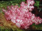 სურათი აკვარიუმი მიხაკი ხე Coral (Dendronephthya), ვარდისფერი