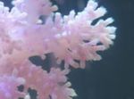 სურათი აკვარიუმი მიხაკი ხე Coral (Dendronephthya), თეთრი