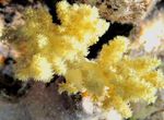 Photo Aquarium Oeillet Arbre Corail (Dendronephthya), jaune