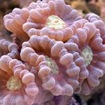 Antorcha De Coral (Candycane Coral, Trompeta De Coral)