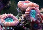 Photo Aquarium Torch Coral (Candycane Coral, Trumpet Coral) (Caulastrea), red