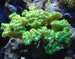 kuva Akvaario Soihtu Koralli (Candycane Koralli, Trumpetti Koralli) (Caulastrea), keltainen