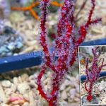 Photo Aquarium Doigt Gorgones (Ventilateur De La Mer Du Doigt) (Diodogorgia nodulifera), rouge