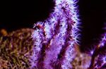 Foto Akvārijs Pirksts Gorgonia (Finger Sea Fan) (Diodogorgia nodulifera), purpurs