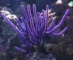 снимка Аквариум Вид Корал морски фенове (Euplexaura), лилаво