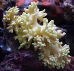 Finger Læder Koral (Djævelens Hånd Coral) Foto og pleje