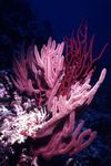 fotografie Akvárium Menella mořské fanoušci, růžový