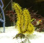 Fil Akvarium Menella havet fläktar, gul
