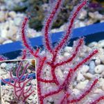 Nuotrauka Akvariumas Menella jūros gerbėjai, raudonas