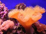 Photo Aquarium Champignon Douce (Sarcophyton), rouge