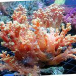 Photo Aquarium Corail Arbre Fleur (De Corail Brocoli) (Scleronephthya), rouge