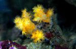 Foto Aquarium Flower Tree Coral (Broccoli Korallen) (Scleronephthya), gelb