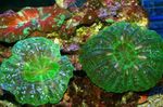 Foto Akvarij Sova Oči Koralja (Gumb Koralji) (Cynarina lacrymalis), zelena