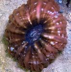 Photo Aquarium Owl Eye Coral (Button Coral) (Cynarina lacrymalis), brown