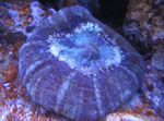 fénykép Akvárium Bagoly Szeme Korall (Gomb Korall) (Cynarina lacrymalis), lila