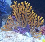 Csipke Stick Korall