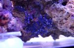 Foto Akvarij Čipka Stick Koralja hydroid (Distichopora), plava