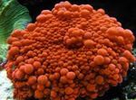 照 水族馆 Ricordea蘑菇 (Ricordea yuma), 红
