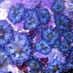 Nuotrauka Akvariumas Ricordea Grybų (Ricordea yuma), mėlynas