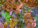 Foto Akvaarium Floridian Ketas (Ricordea florida), pruun