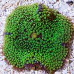 фотографија Акваријум Floridian Disc (Ricordea florida), зелена