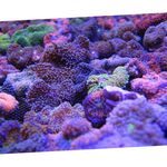 Foto Akvaarium Floridian Ketas (Ricordea florida), purpurne