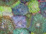 Фото Аквариум Бородавчатый коралломорф дискоактинии (Discosoma sanctithomae), зеленоватый