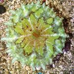 zdjęcie Akwarium Discosoma Neglecta grzyb, zielony