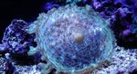 Fil Akvarium Discosoma Neglecta svamp, ljusblå