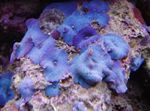 Photo Aquarium Discosoma Coeruleus mushroom, blue