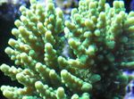 Foto Akvaarium Acropora, roheline