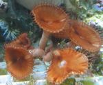 foto Aquarium Giant Kaneel Poliep (Palythoa grandis), bruin