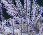 Purple Bič Gorgonian fotografie a starostlivosť