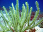 снимка Аквариум Pterogorgia морски фенове, зелен