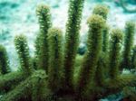 фотографија Акваријум Knobby Sea Rod сеа навијача (Eunicea), зелена