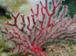 fotografie Akvárium Gorgonia morské fanúšikovia, červená