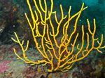 Foto Akvārijs Gorgonia jūras fans, dzeltens