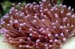 Grande Tentacules Plaque Corail (Anémone Corail Champignon)