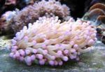 fénykép Akvárium Nagy Csápos Lemez Korall (Anemone Gomba Korall) (Heliofungia actiniformes), rózsaszín