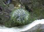 Photo Aquarium Urchin Pincushion (Lytechinus variegatus), liath