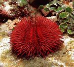 Photo Aquarium Urchin Pincushion (Lytechinus variegatus), dearg