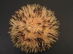 fotografija Akvarij Vijolična Kratka Hrbtenice V Obliki Blazine Ježek ježki (Pseudoboletia), rjava