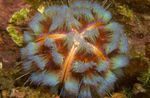 kuva Akvaario Palo Urchin merisiilit (Asthenosoma varium), vihreä