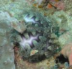 urchins Microcyphus Rousseau  mynd